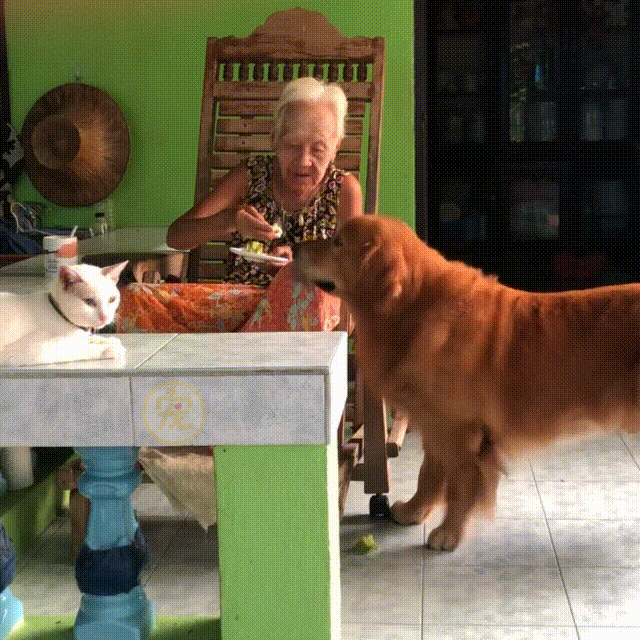 90岁奶奶坚决反对养狗，看到金毛后完全沦陷，狗狗成了她的小跟班 - 8