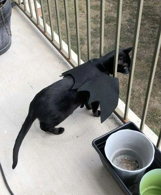 黑猫对邻居家的橘猫一见钟情，不久后橘猫就住进黑猫家，隐情竟是！ - 2