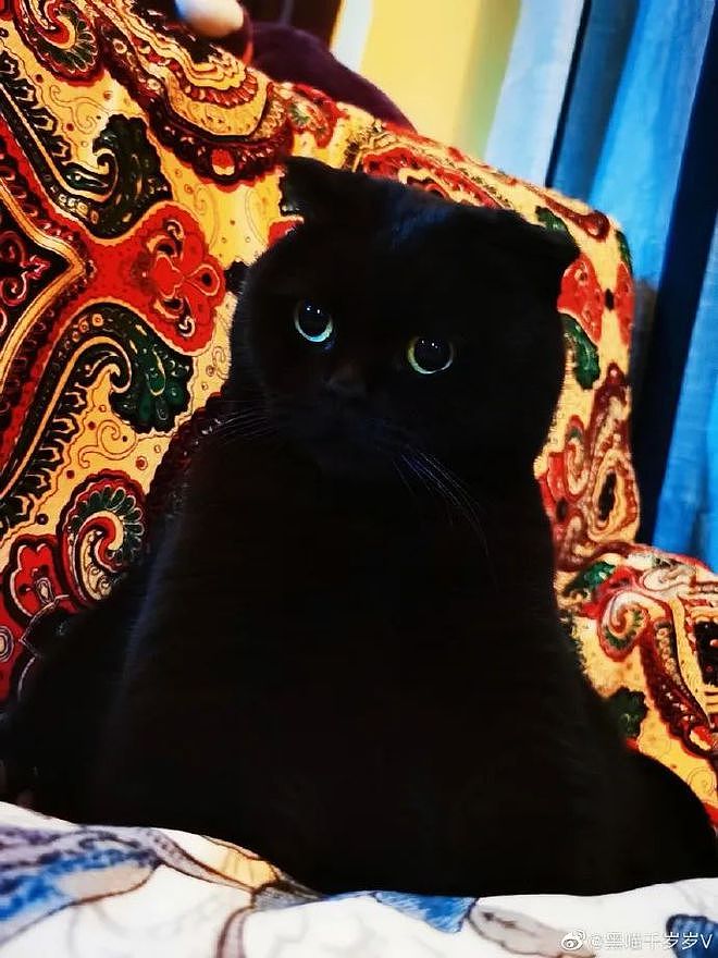 “我最爱的网红黑猫千岁岁回喵星球了，我很想念它” - 21