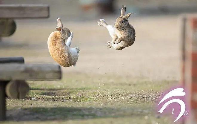 兔兔打起架来能有多可爱？在摄影师的镜头里都能看见哦！ - 3
