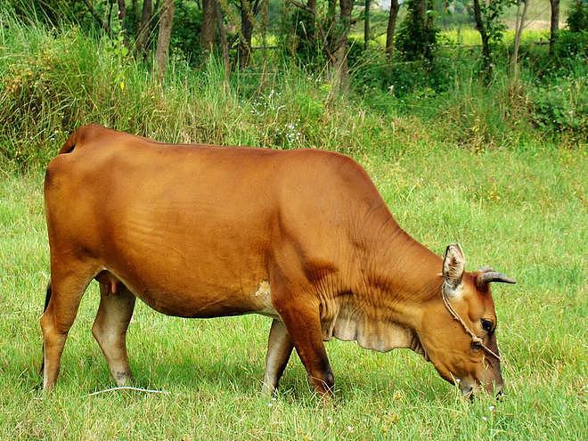 水牛力气比黄牛大，为什么人们反而喜欢养殖黄牛耕地呢？ - 4