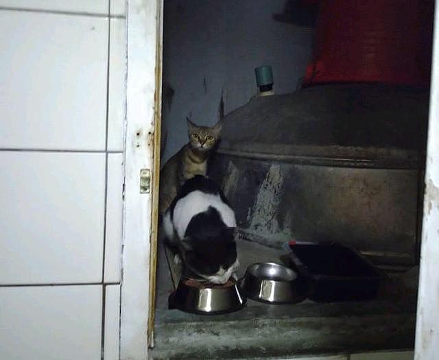 流浪猫爸带怀孕老婆上门讨吃求救，三个月后，带上三只猫崽来报恩 - 3