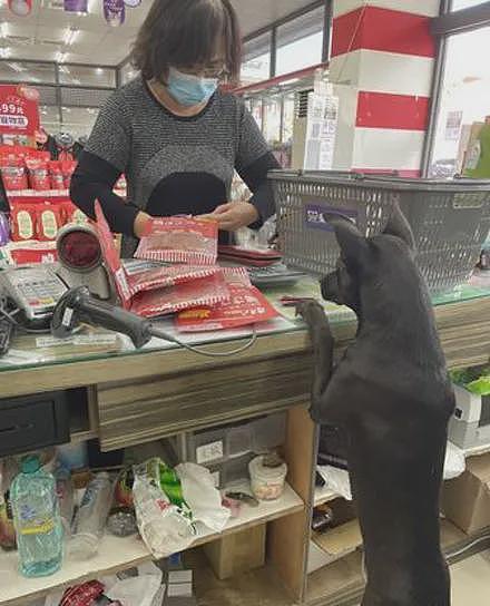 狗子认真帮主人看店，没想到下一秒，它的举动笑喷了！ - 2