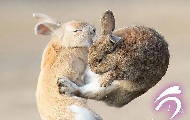 兔兔打起架来能有多可爱？在摄影师的镜头里都能看见哦！ - 2