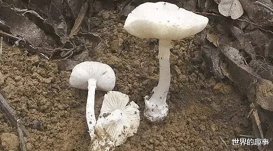 全球最毒的蘑菇死亡帽蘑菇 误食鬼笔鹅膏30毫克令人丧命 - 4