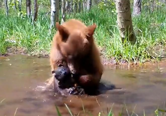 摄像机在野外拍到一头熊，它竟然正在……给自己的玩具熊洗澡！ - 3