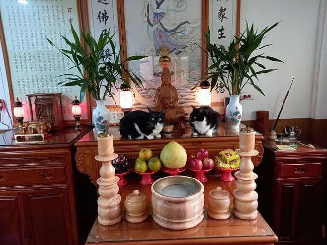 网友家的两只猫每天都会在神龛上，就这样看着，也不知在守什么！ - 2