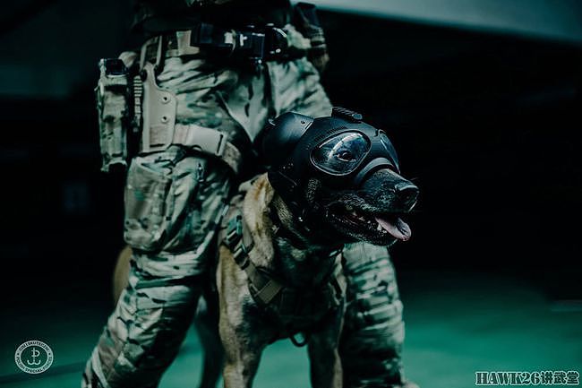 波兰陆军JWK特种部队发布最新宣传照 军犬成主角“武装到狗头” - 7