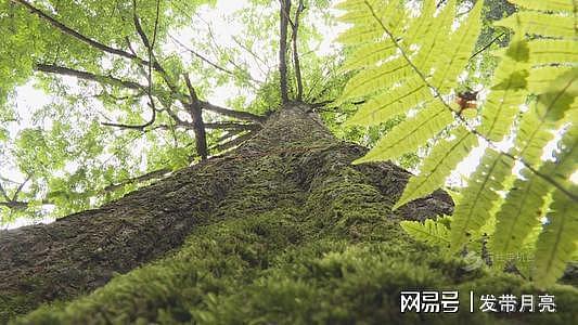 水杉树白垩纪就出现的树，一种被称作“国宝”的植物！ - 3