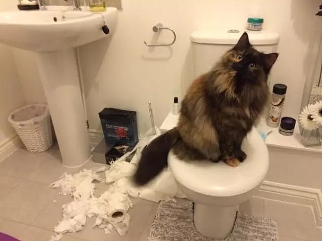 自从养了猫，我上厕所都没纸用 - 28