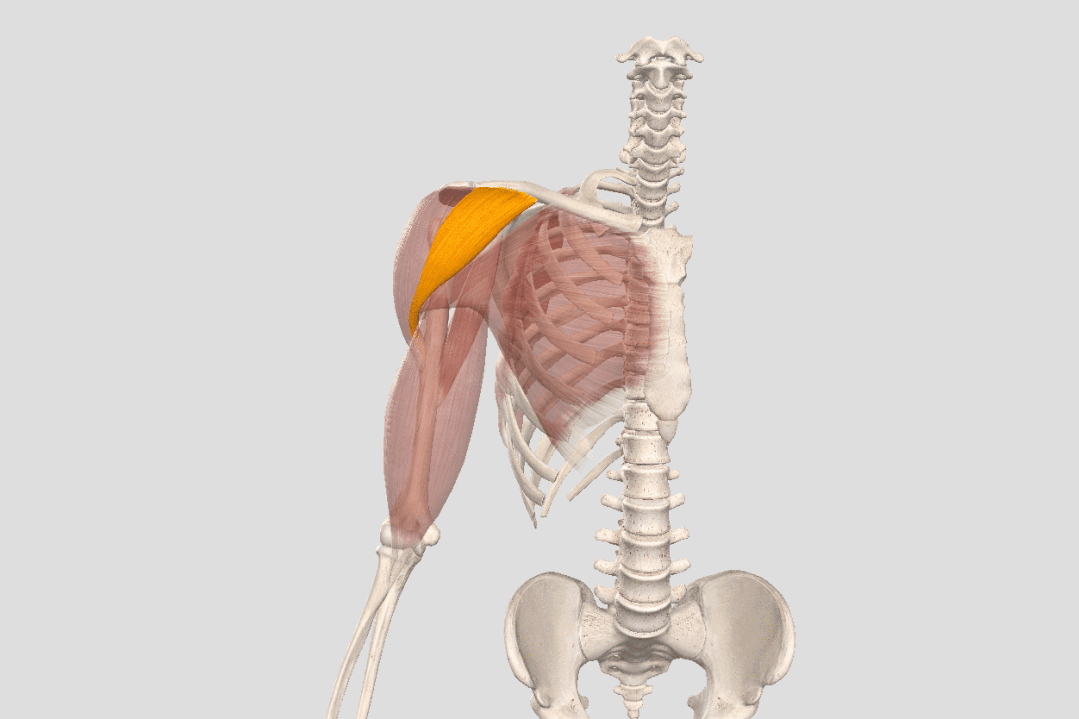 瑜伽开肩，肩关节的8大解剖运动形式及对应体式，一定要知道 - 4