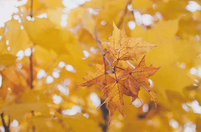 今日秋分丨木叶落，秋分至，正是一年最美时 - 4