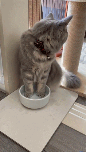 网友吐槽猫咪不喝干净的水，每次都泡完脚后才喝：这颜值，干啥都可以！ - 8