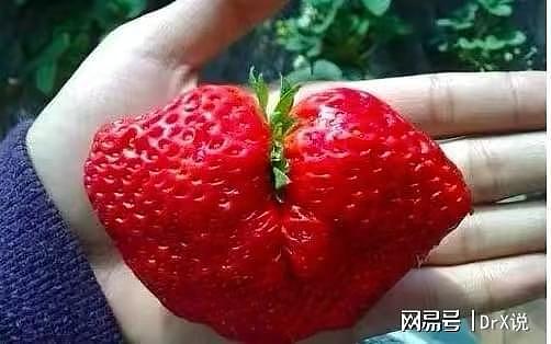 草莓被称为最脏的水果，被注射膨大剂！为什么专家建议糖尿病人吃 - 1