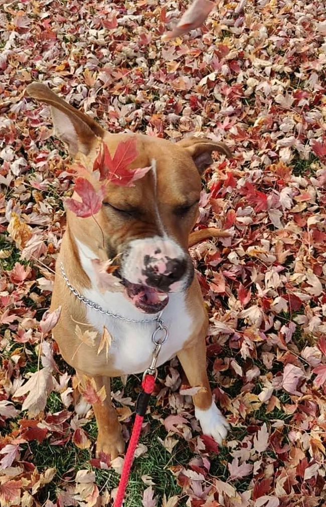本想给狗子拍美美的秋景照，可看到实照，网友笑翻！ - 4