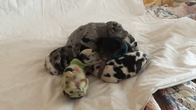 狗妈妈生下8个宝宝，其中一只的色号，居然是“罕见荧光绿”... - 7