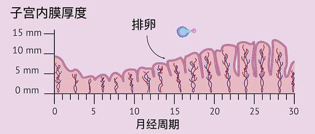 A型内膜：完美的三线征，胚胎着床的”安乐窝“ - 1