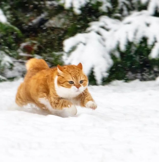 和小猫咪打雪仗有多刺激？一个雪球过来我哭了… - 6