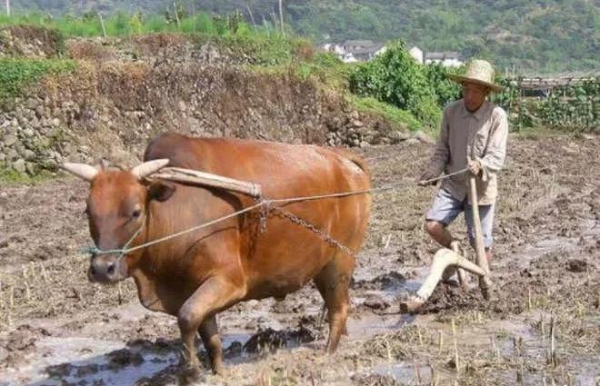 水牛力气比黄牛大，为什么人们反而喜欢养殖黄牛耕地呢？ - 1
