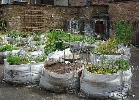 农民在城市务工租房，用泡沫箱编织袋栽种蔬菜，长期不用花钱买菜 - 3