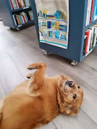 因为太爱狗子了，铲屎官就给它开了家书店，让它当店长！ - 3