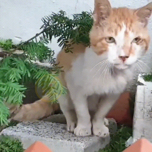 瘦骨嶙峋的流浪橘猫，饿到吃沙土，获救后它时时刻刻在进食 - 5