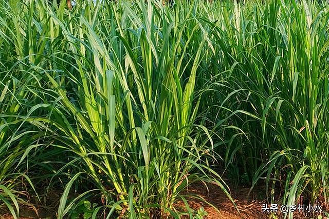 搞养殖先种草，皇竹草号称“饲草之王”，亩产达30吨 - 4