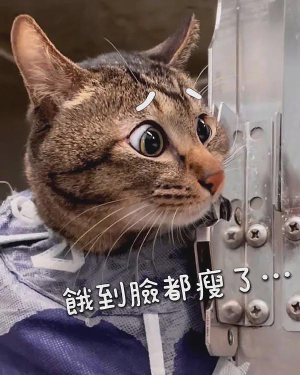 猫在住院期间，看到医生给它准备的饭时，眼神都不一样了！ - 3