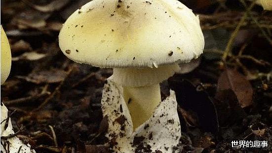 全球最毒的蘑菇死亡帽蘑菇 误食鬼笔鹅膏30毫克令人丧命 - 1