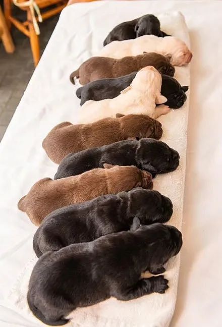 拉布拉多生了10只小狗，结果生着生着竟然没墨了… - 4