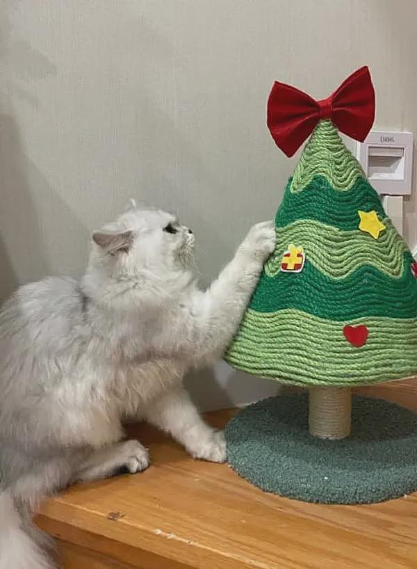 圣诞快到了，用废弃物品给猫做了个圣诞树猫抓板，猫很喜欢！ - 5