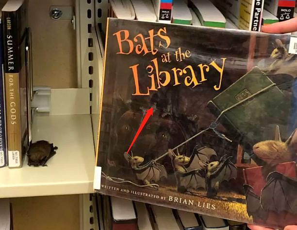 图书管理员发现书架上趴着一个小毛球，定睛一看……萌哭了！ - 3