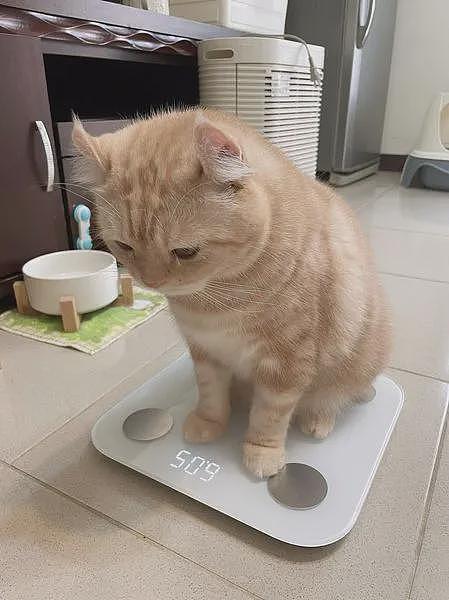 猫突然自己站上体重秤，以为要减肥，结果下一秒！ - 1