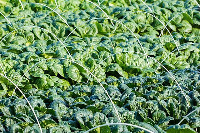 小苏打喷在蔬菜叶面上，防病增产又提质，每亩成本几元简单易学 - 6