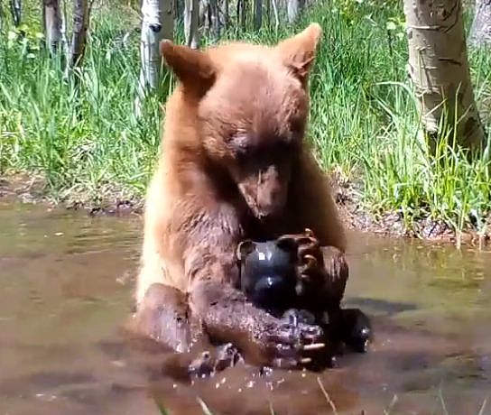 摄像机在野外拍到一头熊，它竟然正在……给自己的玩具熊洗澡！ - 6