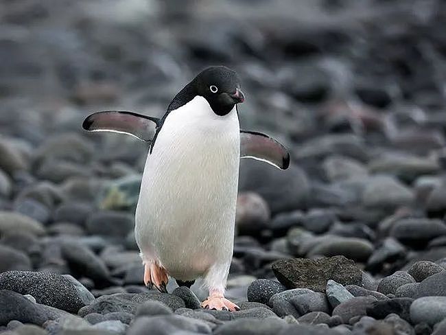 史上最倒霉路痴企鹅，竟从南极迷路到新西兰，离家3000公里！ - 11