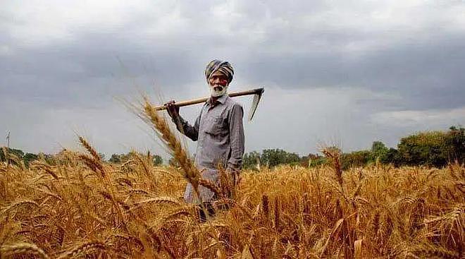印度禁止出口小麦！欧美强烈反对——2022年谁会挨饿？ - 10