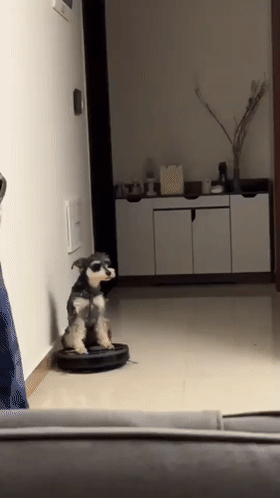 狗子把扫地机器人当“代步车”，网友笑喷：它好淡定啊！ - 1