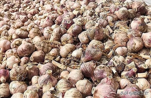 河南农村树荫下的贩子从农户手中收9毛一斤的大蒜，转手卖出1.5元 - 4