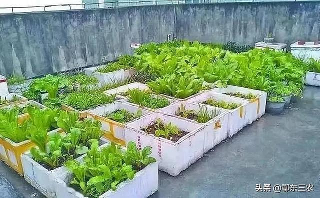 农民在城市务工租房，用泡沫箱编织袋栽种蔬菜，长期不用花钱买菜 - 1
