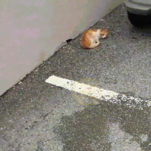 瘦骨嶙峋的流浪橘猫，饿到吃沙土，获救后它时时刻刻在进食 - 2