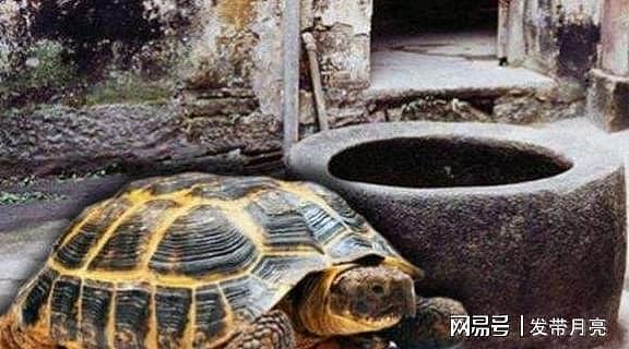 古代打井后，为何都要在井底放上几只乌龟？专家：这并非是迷信 - 1