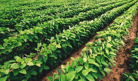 种植大豆怎样施肥才能更高产？田间施肥要注意这4点 - 5