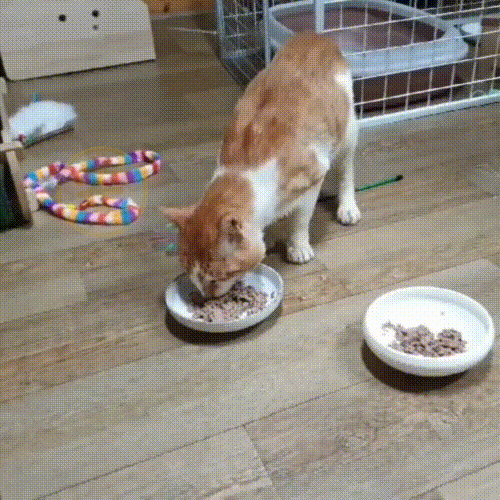 瘦骨嶙峋的流浪橘猫，饿到吃沙土，获救后它时时刻刻在进食 - 15