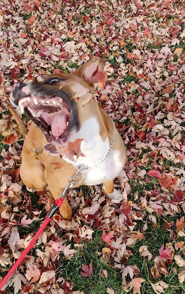 本想给狗子拍美美的秋景照，可看到实照，网友笑翻！ - 2