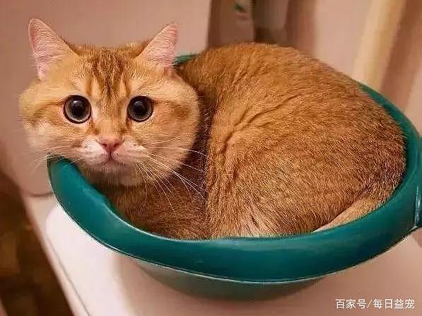 一只平平无奇的橘猫，身上竟藏着7个“世界之最”，你不知道吧！ - 5