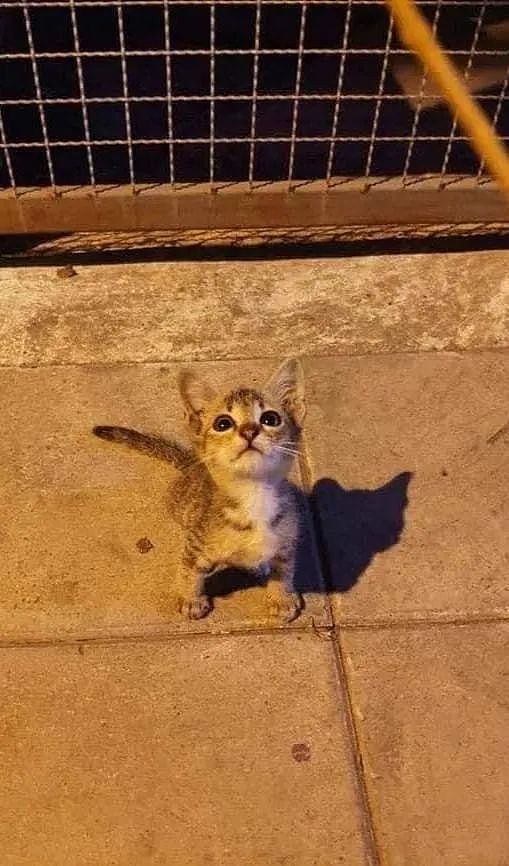 在街上遇到一只小流浪猫，它的举动好乖，瞬间决定把它拐回家！ - 1