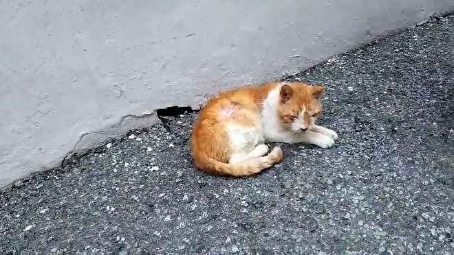 瘦骨嶙峋的流浪橘猫，饿到吃沙土，获救后它时时刻刻在进食 - 3