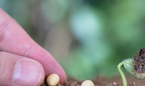 种植大豆怎样施肥才能更高产？田间施肥要注意这4点 - 2