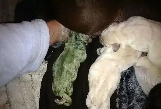 狗妈妈生下8个宝宝，其中一只的色号，居然是“罕见荧光绿”... - 4